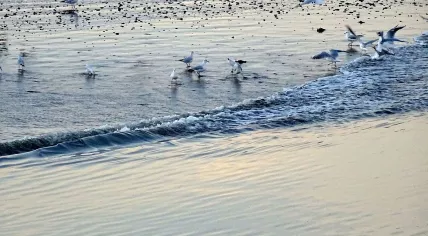 Seagulls in the Wadden Sea