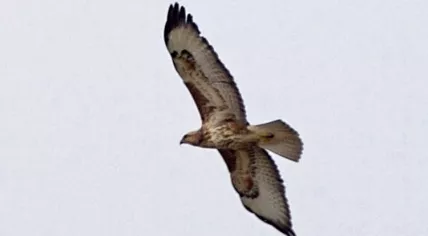 A buzzard in flight