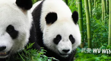 Giant pandas Wu Wen and Xing Ya