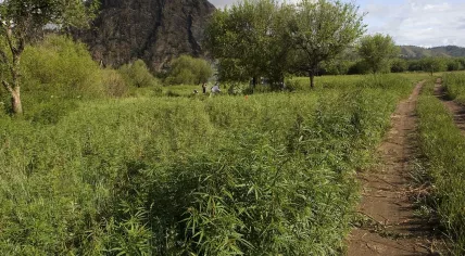 Cannabis