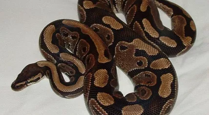 Python