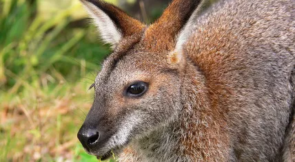 Wallaby