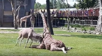 Kudu attacks giraffe at Rotterdam Zoo, 13 Jun 2017