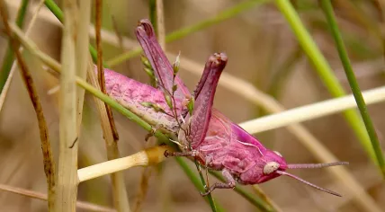 Pink locust spotted in Oisterwijk, 27 Jun 2017