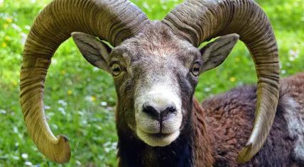 Mouflon 