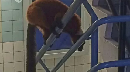 Amsterdam police help recapture an escaped red ruffed lemur and return it to Artis Zoo, 4 Jul 2017