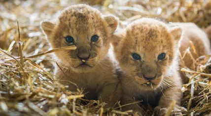 Lion cubs born at Beekse Bergen on 12 June 2017