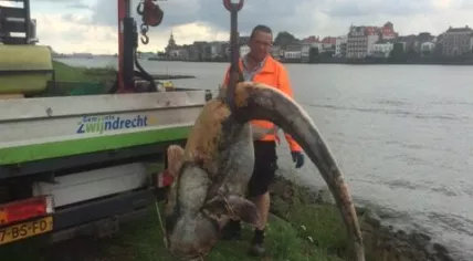 Giant catfish washes ashore in Zwijndrecht, Zuid-Hooland, 24 Jul 2017