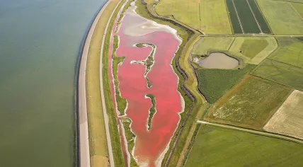 Lake Wagejot on Texel turns pink due to drought combined with algae, Jul 2017