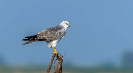 Pallid harrier