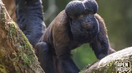 Bearded saki monkey at Apenheul zoo