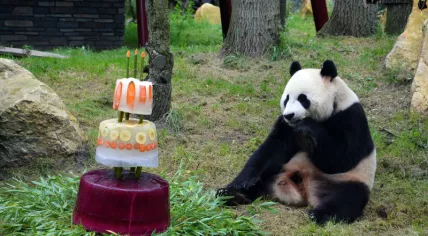 Giant panda Xing Ya with his birthday cake at Ouwehands Zoo, 8 Aug 2017