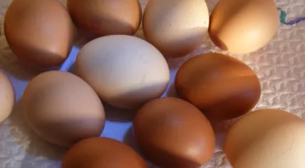 Eggs