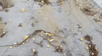 Paraffin on a beach between Heemskerk and Castricum, 11 Aug 2017