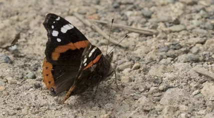 Atalanta butterfly