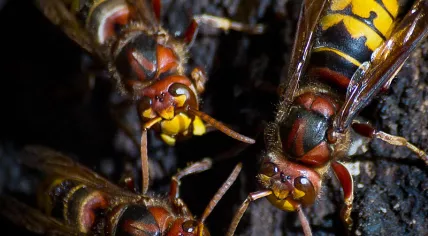 European Hornets