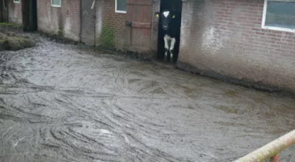 Layers of manure covers the ground at a dairy farm in Noord-Brabant, Sept 2017
