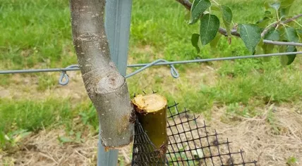 Vandals saw through 2,500 fruit trees on a farm in Land van Maas en Waal, Oct 2017