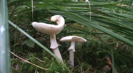 Wild mushrooms