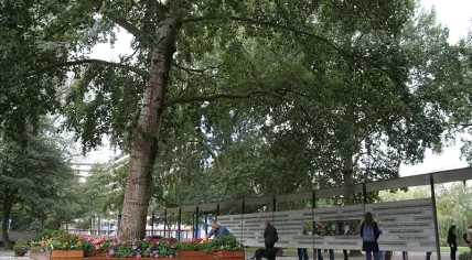 The tree that saw everything - the Growing Monument for the victims of the Bijlmer disaster on 4 Oct 1992 in Amsterdam
