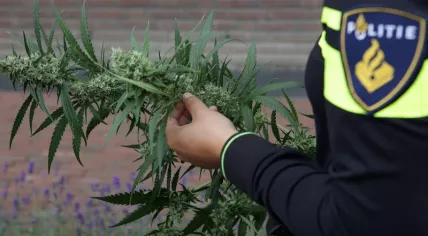 Police officer holding a cannabis plant