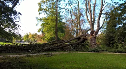 Storm damage in Eekhout park in Zwolle, 5 Oct 2017