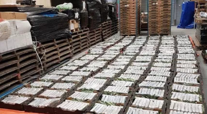 Over 1,000 kilos of cocaine found hidden among fruit in a refrigerated truck on Industrieweg in Oudenbosch, 14 Nov 2017