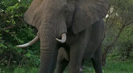 African Elephant
