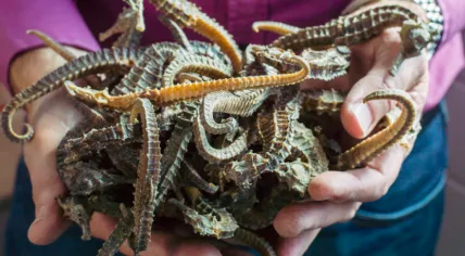 Passenger caught with 144,000 dead seahorses at Schiphol, Sept-Nov 2017