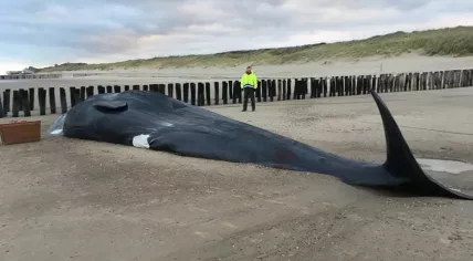 A sperm whale washed up on a beach near Domburg in Zeeland, 1 Dec 2017