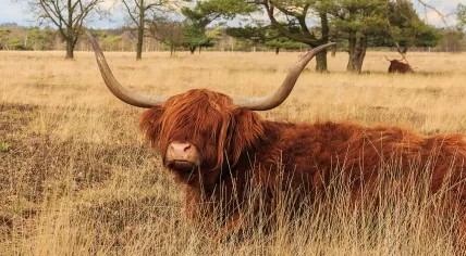 A Scottish Highlander cow