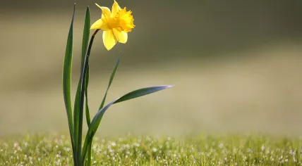 A daffodil flower