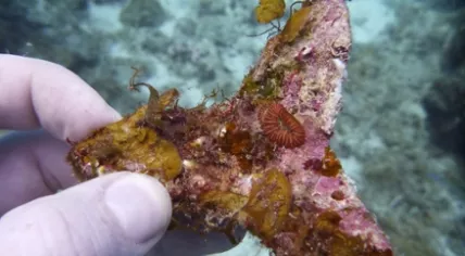 UvA seeding unit with coral growing on it