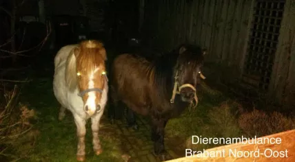 Ponies found wandering the streets of 't Maaskantje