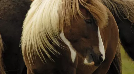 Icelandic horses