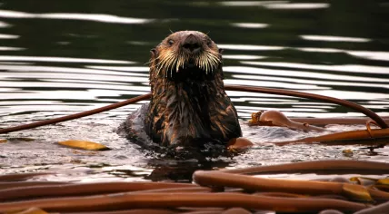 Beaver in the water