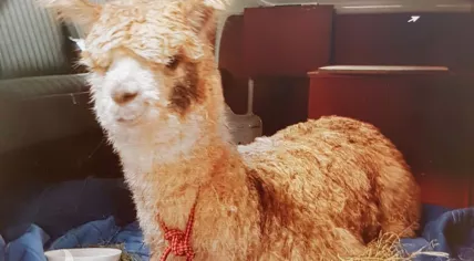 The Haarlem alpaca was named "Teddy" by police
