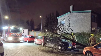 Blown down tree lands on a car in Rotterdam, 3 Jan 2017