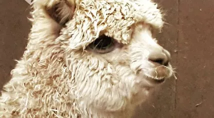 Alpaca found in Haarlem, Noord-Haarlem by Dutch police