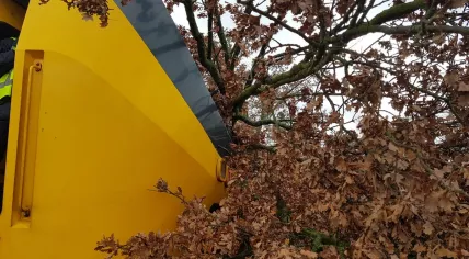NS train hits tree in Netherlands