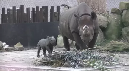 Rotterdam Zoo young rhino