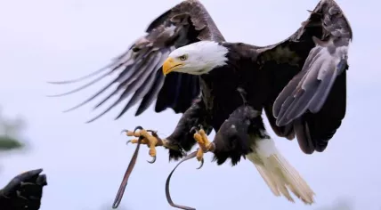 Beekse Bergen's bald eagle Lady Maya