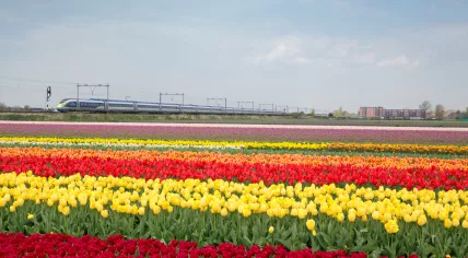 Eurostar train along a field of tulips 
