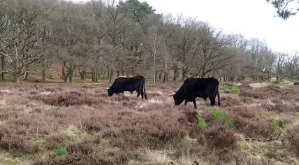 Two grazing Sayaguesa bulls
