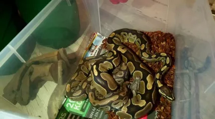 Two king pythons found on an Amsterdam street, 3 March 2018