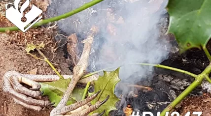 Homeless man caught barbecuing a heron in Haagse Bos, 4 March 2018