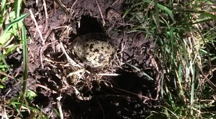 First peewit egg of the year found in Giessenlanden, 14 March 2018