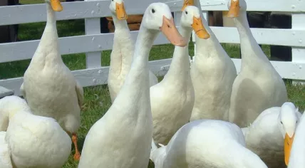Ducks
