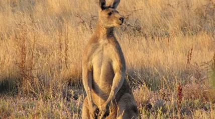 Kangaroo
