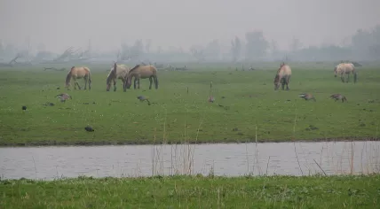 Horses and geese in Oostvaardersplassen near Lelystad